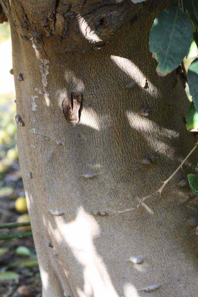            Bark (Mexican, Riverside, CA)   
